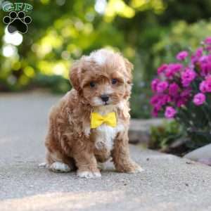 Brady, Cavapoo Puppy